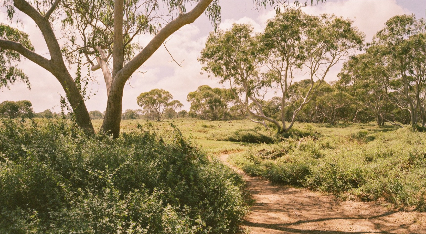 A sunlit path through a eucalyptus grove