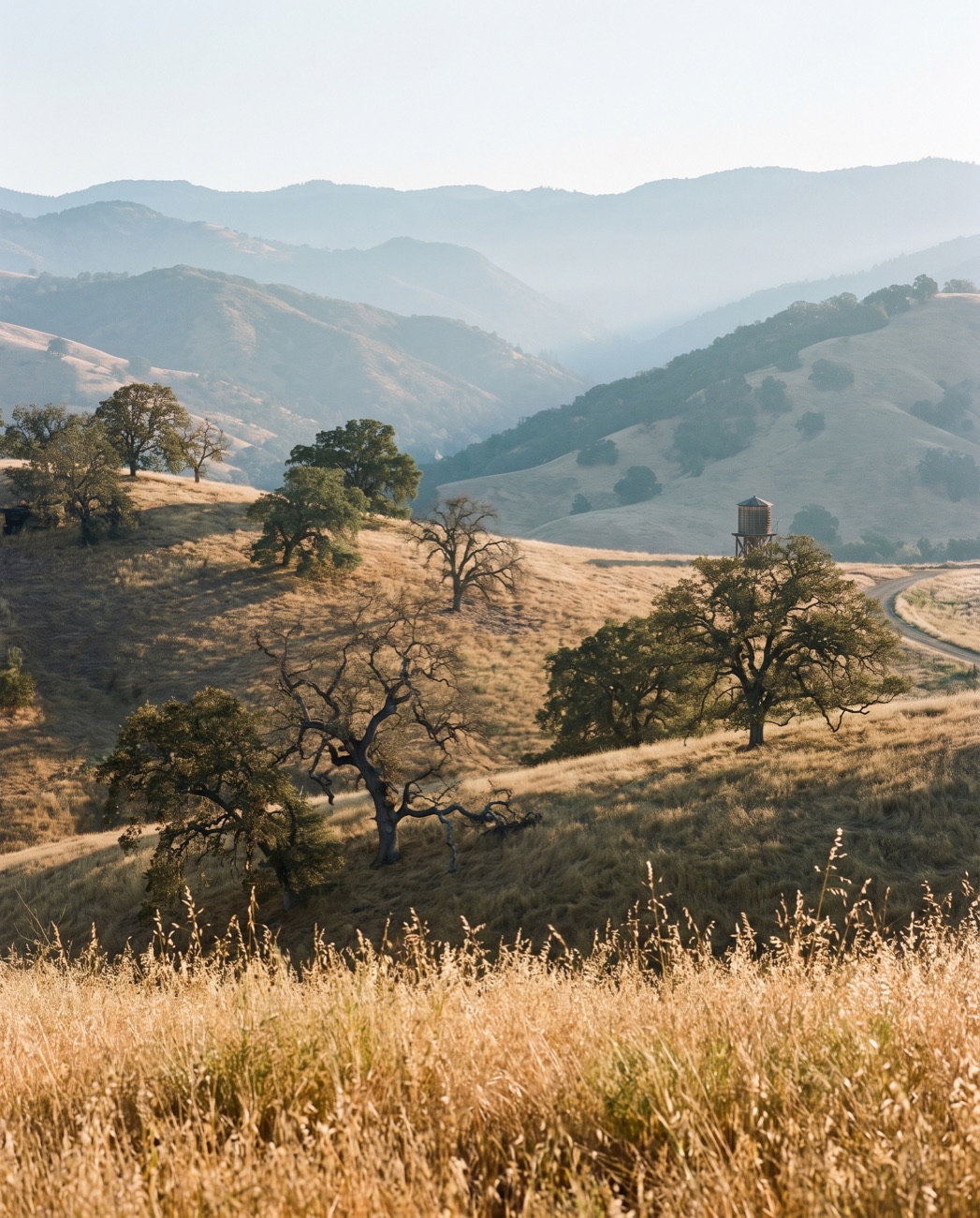 Oak-studded California hills in morning light
