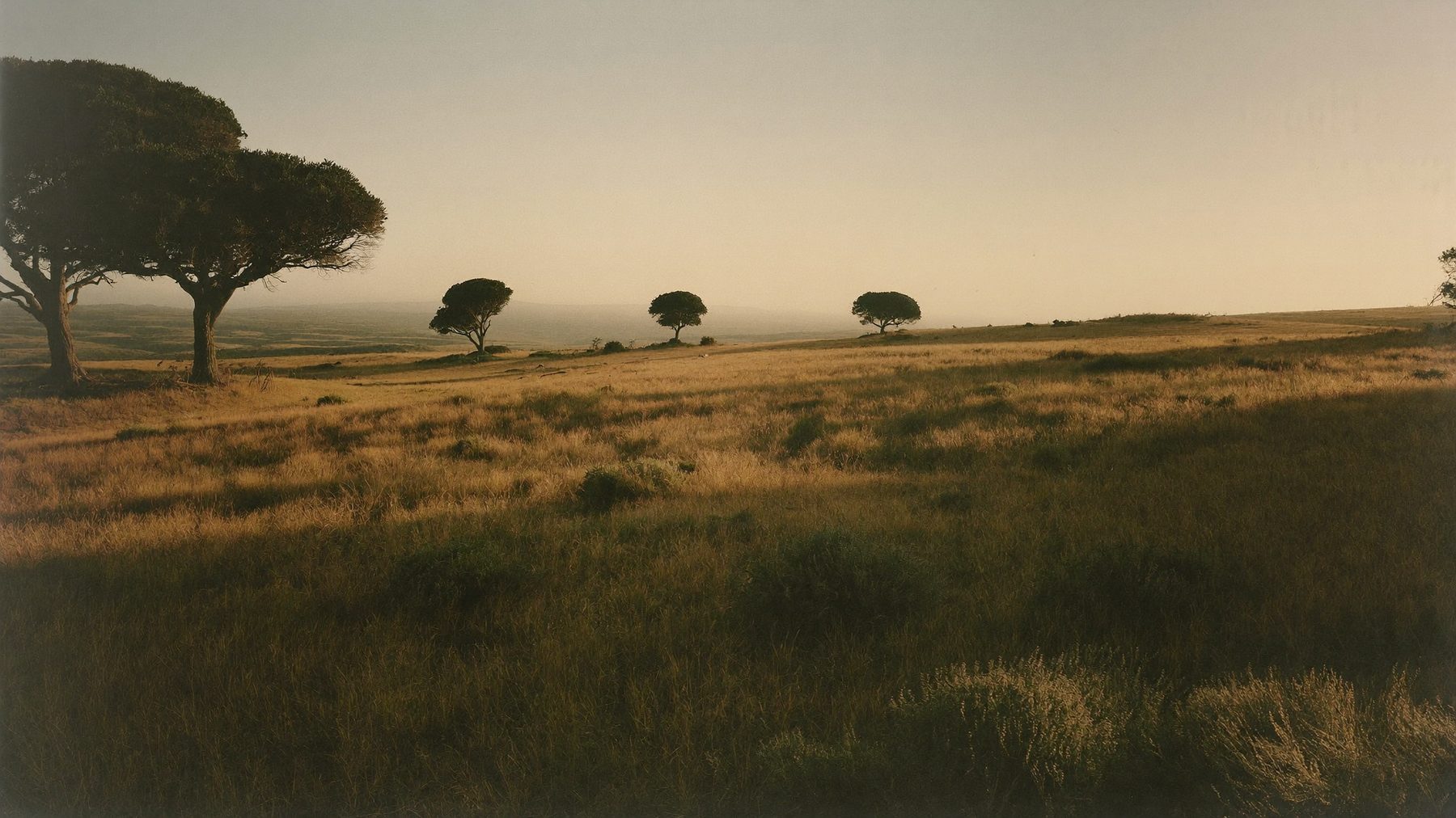 Golden grassland hills under an evening sky